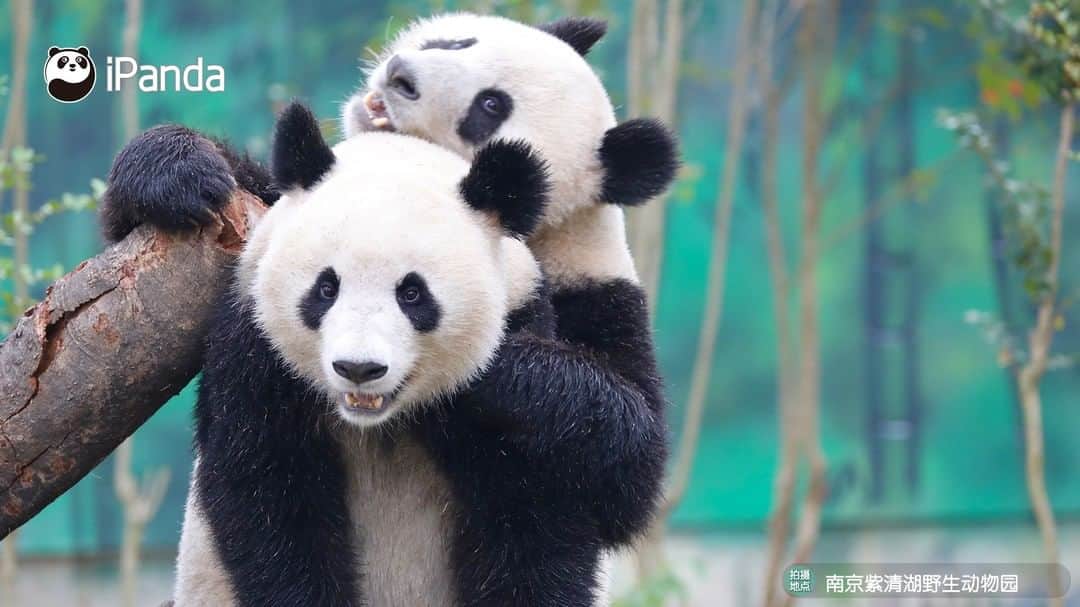 iPandaさんのインスタグラム写真 - (iPandaInstagram)「A pair of siblings, but also a pair of best friends! (Fu Feng & Fu Ban) 🐼 🐾 🐼 #panda #ipanda #animal #pet #adorable #China #travel #pandababy #cute #photooftheday #Sichuan #cutepanda #animalphotography #cuteness #cutenessoverload」3月17日 17時30分 - ipandachannel