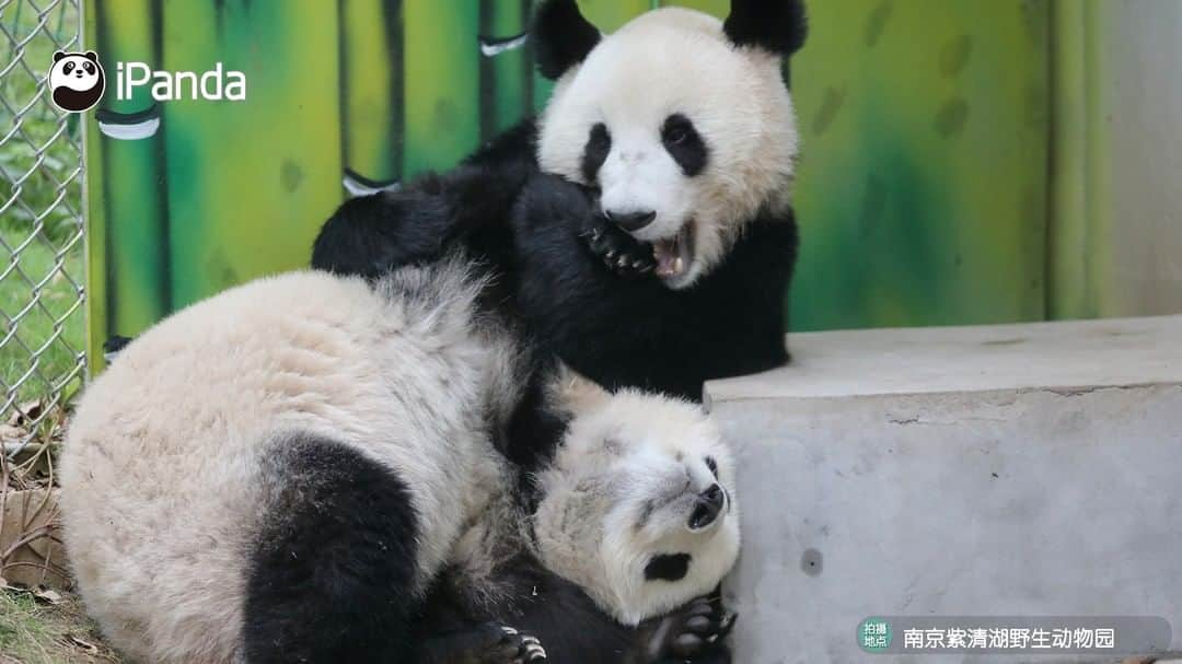 iPandaさんのインスタグラム写真 - (iPandaInstagram)「A pair of siblings, but also a pair of best friends! (Fu Feng & Fu Ban) 🐼 🐾 🐼 #panda #ipanda #animal #pet #adorable #China #travel #pandababy #cute #photooftheday #Sichuan #cutepanda #animalphotography #cuteness #cutenessoverload」3月17日 17時30分 - ipandachannel