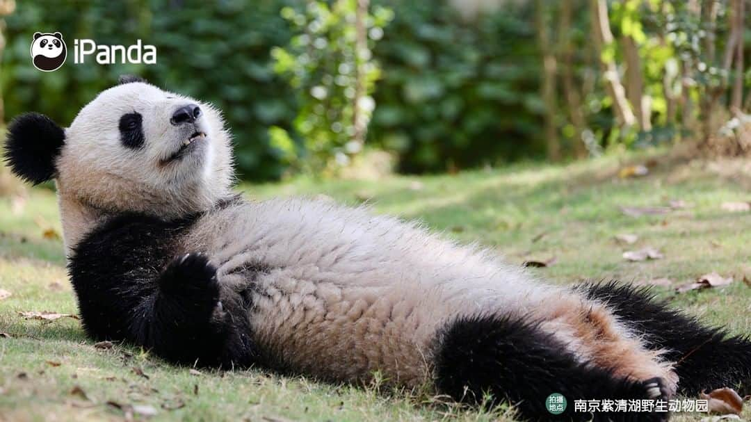 iPandaさんのインスタグラム写真 - (iPandaInstagram)「A pair of siblings, but also a pair of best friends! (Fu Feng & Fu Ban) 🐼 🐾 🐼 #panda #ipanda #animal #pet #adorable #China #travel #pandababy #cute #photooftheday #Sichuan #cutepanda #animalphotography #cuteness #cutenessoverload」3月17日 17時30分 - ipandachannel