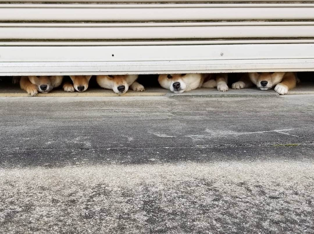 柴犬たま Shibainu Tamaのインスタグラム