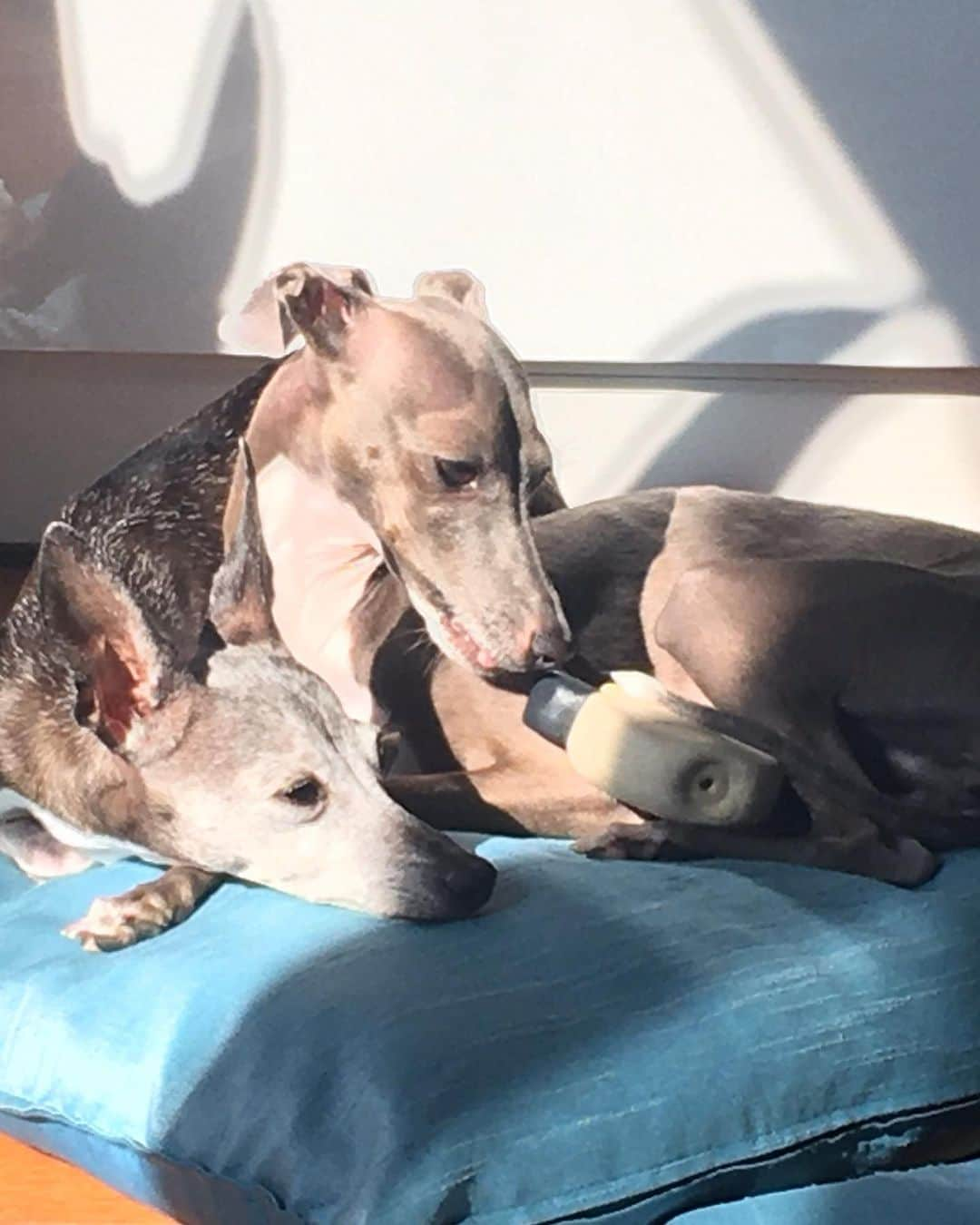 稀鳥まりやさんのインスタグラム写真 - (稀鳥まりやInstagram)「・ ・ I miss them…😢💕💕 ・ #perlaandgemma  #italiangreyhound」3月17日 12時39分 - mariya_kitori