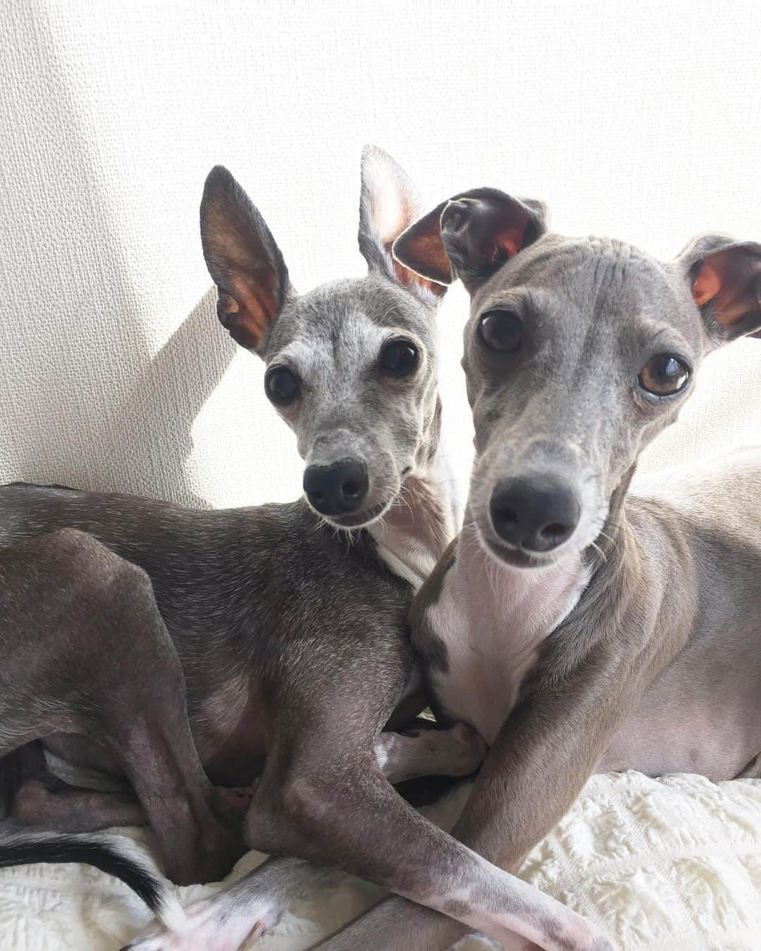 稀鳥まりやさんのインスタグラム写真 - (稀鳥まりやInstagram)「・ ・ I miss them…😢💕💕 ・ #perlaandgemma  #italiangreyhound」3月17日 12時39分 - mariya_kitori