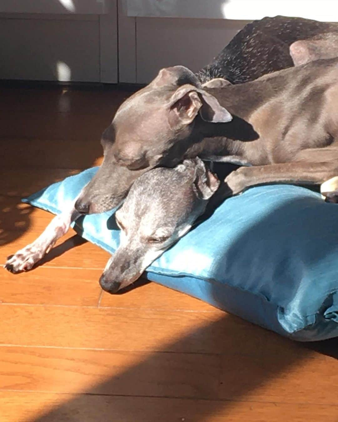 稀鳥まりやさんのインスタグラム写真 - (稀鳥まりやInstagram)「・ ・ I miss them…😢💕💕 ・ #perlaandgemma  #italiangreyhound」3月17日 12時39分 - mariya_kitori