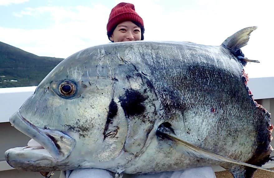 高本采実さんのインスタグラム写真 - (高本采実Instagram)「🐟 やっと国内初GTキャッチ‼️ と思いきや...!? . 波高3m、大うねりの中、 鳥山を狙って三投目。 GTの水面バイトで波紋が広がる。 ジジジジジーと、勢いよく下に潜り込む感じ、 GTだ〜‼️と確信。 しっかり針にかかってファイトし数十秒後、 外れた？？と思い、 何回かリーリングすると ちゃんと掛かっていて魚の重みを感じた。 . 波がすごくてファイトに苦戦。 強い引きで持っていかれそうになりながらも 何度も竿を立て直した。 . ポンピングする中で、 波を利用しながら巻く を意識しだして すぐGTの姿が見えてきた。 . しかしよく見るとGTの体が欠けている、、？ . ランディングしてもらい釣り上げたGTを見ると 背鰭から後ろは、歯型が刻まれていて サメに噛みちぎられていた。 . 一瞬外れたかと思った時、 サメから逃げていたか 食い上げられた瞬間だったかもしれない。 その後はサメがGTをくわえていたから、 引きが力強く重みがあった。 . キャスティングからキャッチまで 私がようやく初めて釣り上げた国内GTは シャークアタックGTだった。 . すっごく悔しくて、 自分のファイトの下手くそさや、 ロッドベルトのセッティング等も 色々反省することがたくさんある。 . 齧られたGTのウェイトを測定すると32kg。 齧られてなかったら推定38kgだった。 . サメに齧られて命を落としたGT...ごめんなさい。 骨ごと喰いちぎるって やっぱりすごい...🦈 . . ということで これは初国内GTキャッチのカウントにはしません。 . . 私の国内GTまでの道のりは難関だけど 今シーズンこそは、 齧られたりもしていない まともな元気なGTを キャッチ&リリースできるように 頑張るぞー！！！ . . . . . #GT #gianttrevally  #ロウニンアジ #アジ #シャークアタック #サメ #キャスティング #GTキャスティング #casting #ビッグディッパー #bigdipper #奄美 #奄美大島  #トカラ列島 #ブンブンイメージガール #大物ハンター #大物釣り #釣り #釣果 #釣りフォト #tsurijoy  #釣り好き #釣りガール #アングラー #angler #fishinggirl #钓鱼 #高本采実 #あやみん #ayamistagram」3月17日 12時44分 - ayami__summer