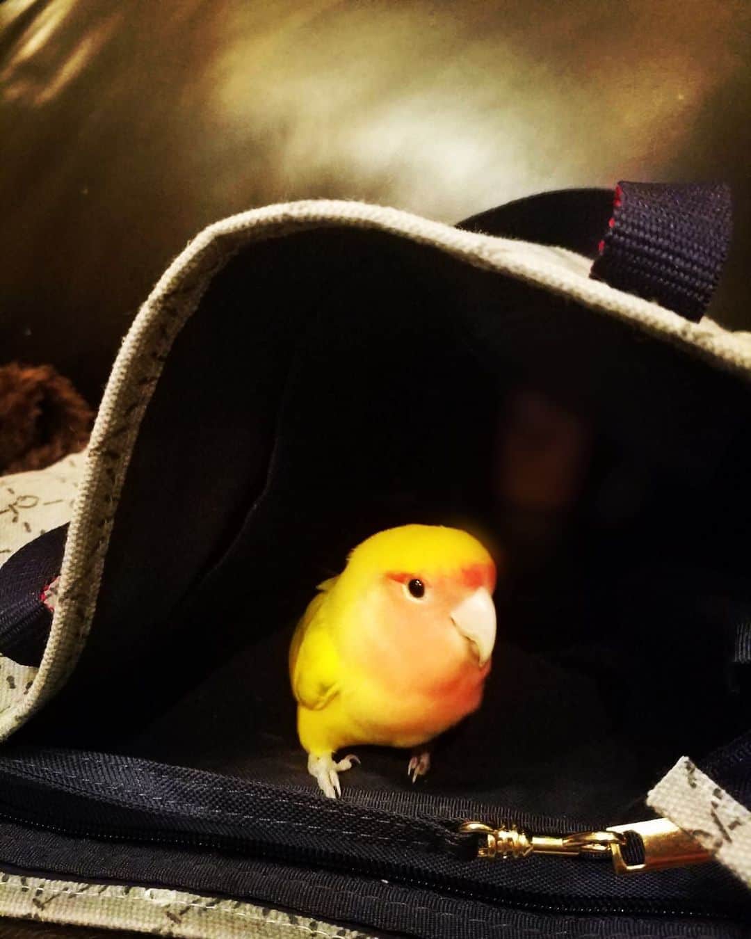 ヤマト（はやぶさ）のインスタグラム：「母のバッグに入り込むインコ『はぴちゃん』このバッグがお気に入りのようです。 #はやぶさ #ペット #コザクラインコ  #はぴちゃん」