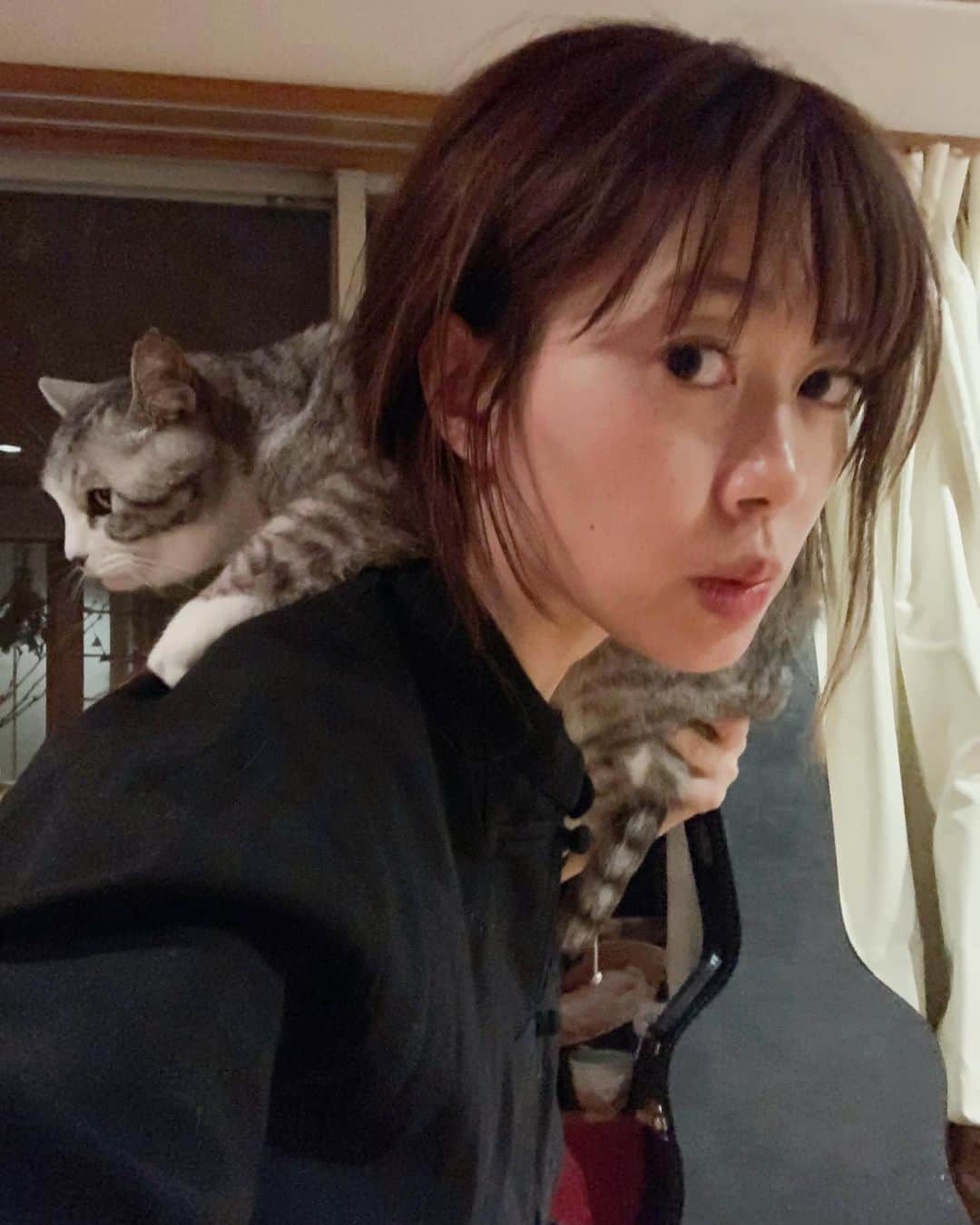 坂本美雨さんのインスタグラム写真 - (坂本美雨Instagram)「めちゃくちゃ不安定なとこでずっとおりないからしばらくこのまま歩きまわっていた、家族寝静まった深夜。。 #cat #サバ美」3月17日 13時03分 - miu_sakamoto