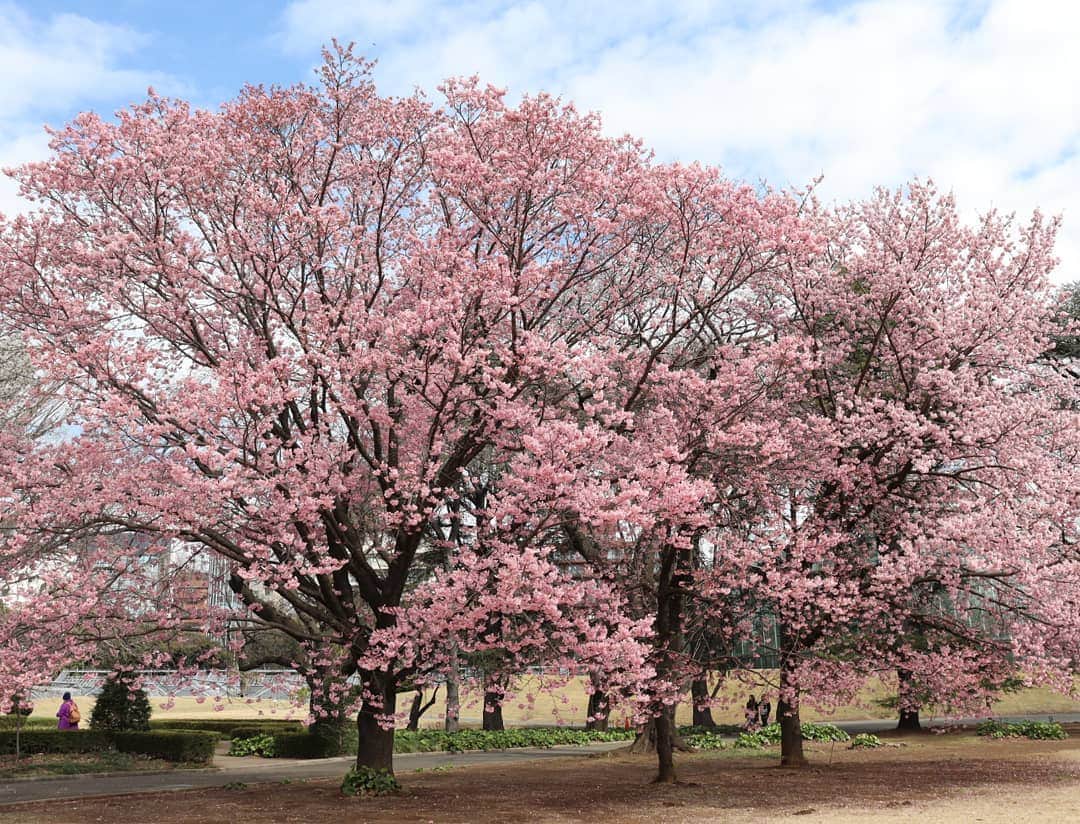 千種ゆり子さんのインスタグラム写真 - (千種ゆり子Instagram)「陽光という桜の品種です。濃いピンクが鮮やか。 . #陽光 #陽光桜 #桜 #サクラ #さくら #cherryblossom #sakura #tokyo」3月17日 13時04分 - chikusa_yuriko