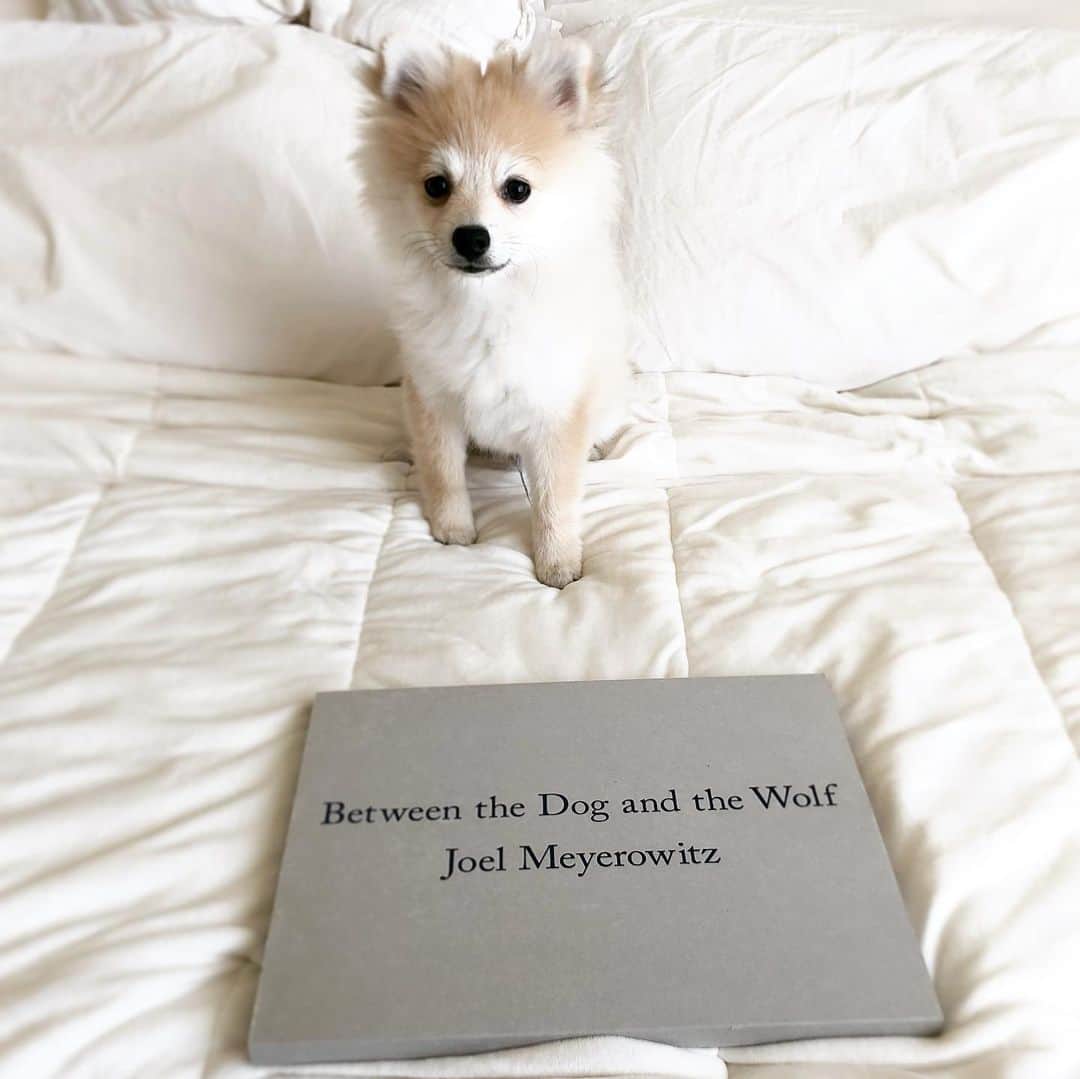 RisaWisteriaさんのインスタグラム写真 - (RisaWisteriaInstagram)「Between dog and wolf. . 久々におうちの本を開いていたら うちのちび狼にぴったりの本が🐶✨ . 横がおはキリッとしてるのになんで正面向くとこんなにまぬけちゃんなのー😂😂💕 @pom_pomsuke」3月17日 13時25分 - risa_the_m_e