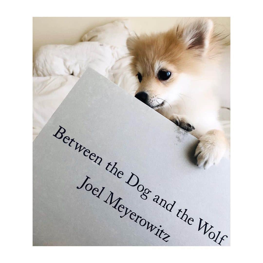 RisaWisteriaのインスタグラム：「Between dog and wolf. . 久々におうちの本を開いていたら うちのちび狼にぴったりの本が🐶✨ . 横がおはキリッとしてるのになんで正面向くとこんなにまぬけちゃんなのー😂😂💕 @pom_pomsuke」