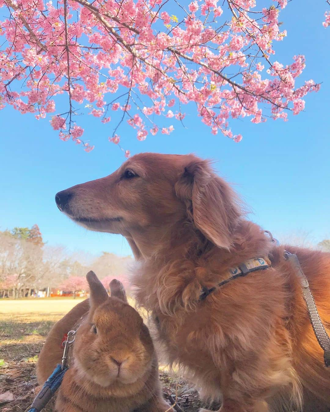 Chieko Shibutaさんのインスタグラム写真 - (Chieko ShibutaInstagram)「たろー🐶&うじゃこ🐰 地方☀️ さんぽ🌸 久しぶりに　いつも貸切の公園 あれ？ 混雑🌸💦 隅っこで　緊張気味🐶🌱🐰😅 💕✨🐶🍀🐰✨💕 💕 #わんこの散歩 #dachshund #dachshunds #dachshundlove #dog #dogs #doglove #instadog #instagram #instagood #pet #pets #petsagram #cute #cutepe #cutepet #cutedog #cuteanimals #likes #smile #rabbit #ラビット #ミニュチュア #ミニュチュアダックス  #ミニュチュアダックスフント #うさぎ部 #うさぎ #ダックス #ダックスフンドロングヘアー#犬とうさぎ」3月17日 13時22分 - chieko.81