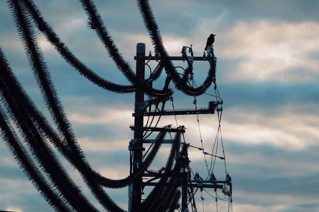 石山蓮華のインスタグラム：「絶対に絶対に鳥を寄せ付けたくない #いい電線 #いい線いってる夜 のお散歩取材のときに、江ノ島で出会いました🦅  #電線 #電柱 #electric #electriccable #electricalwires #electricwire #electricwirecables  #wwwdc」