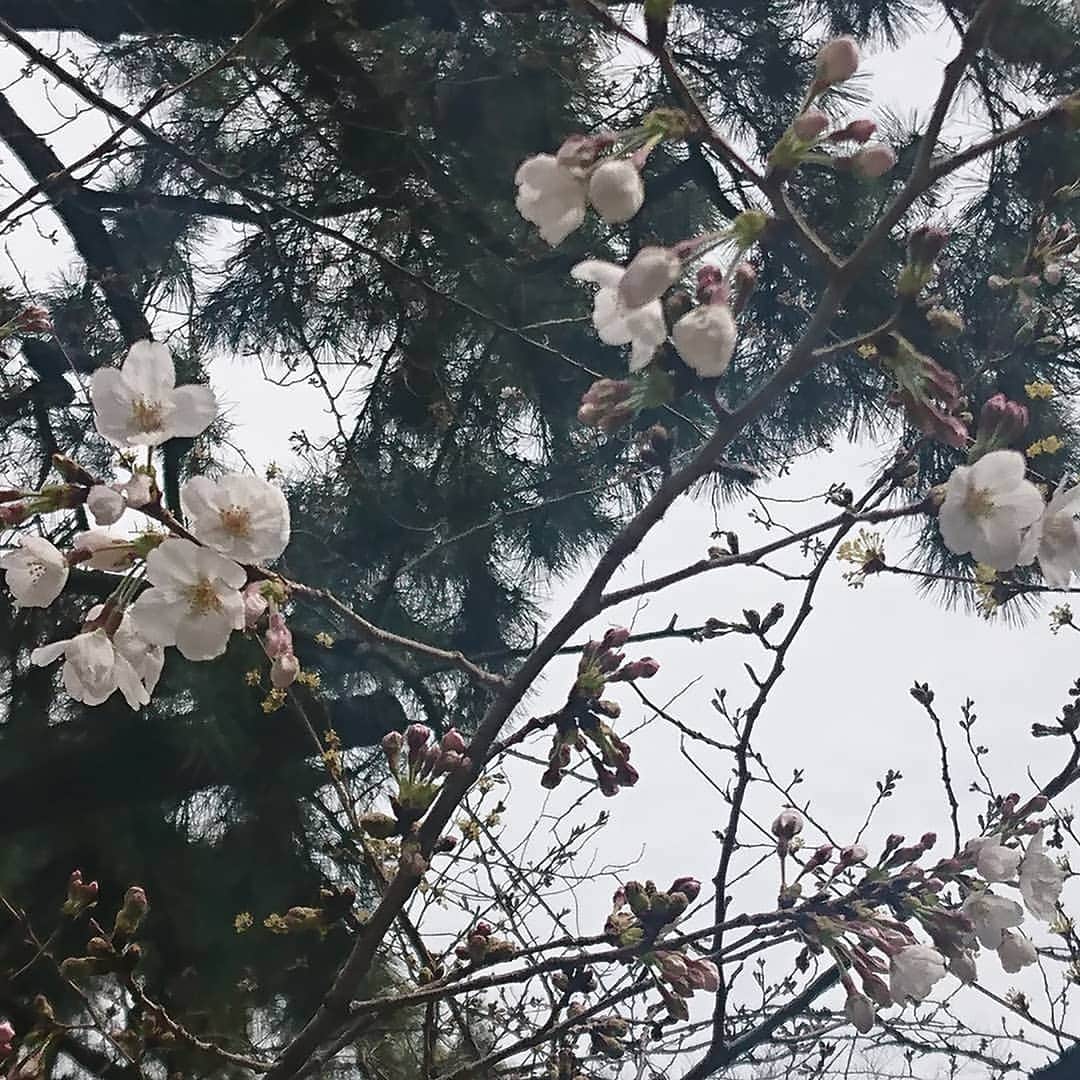 和田政宗のインスタグラム：「千代田区紀尾井町の清水谷公園。 桜が咲き始めました🌸」