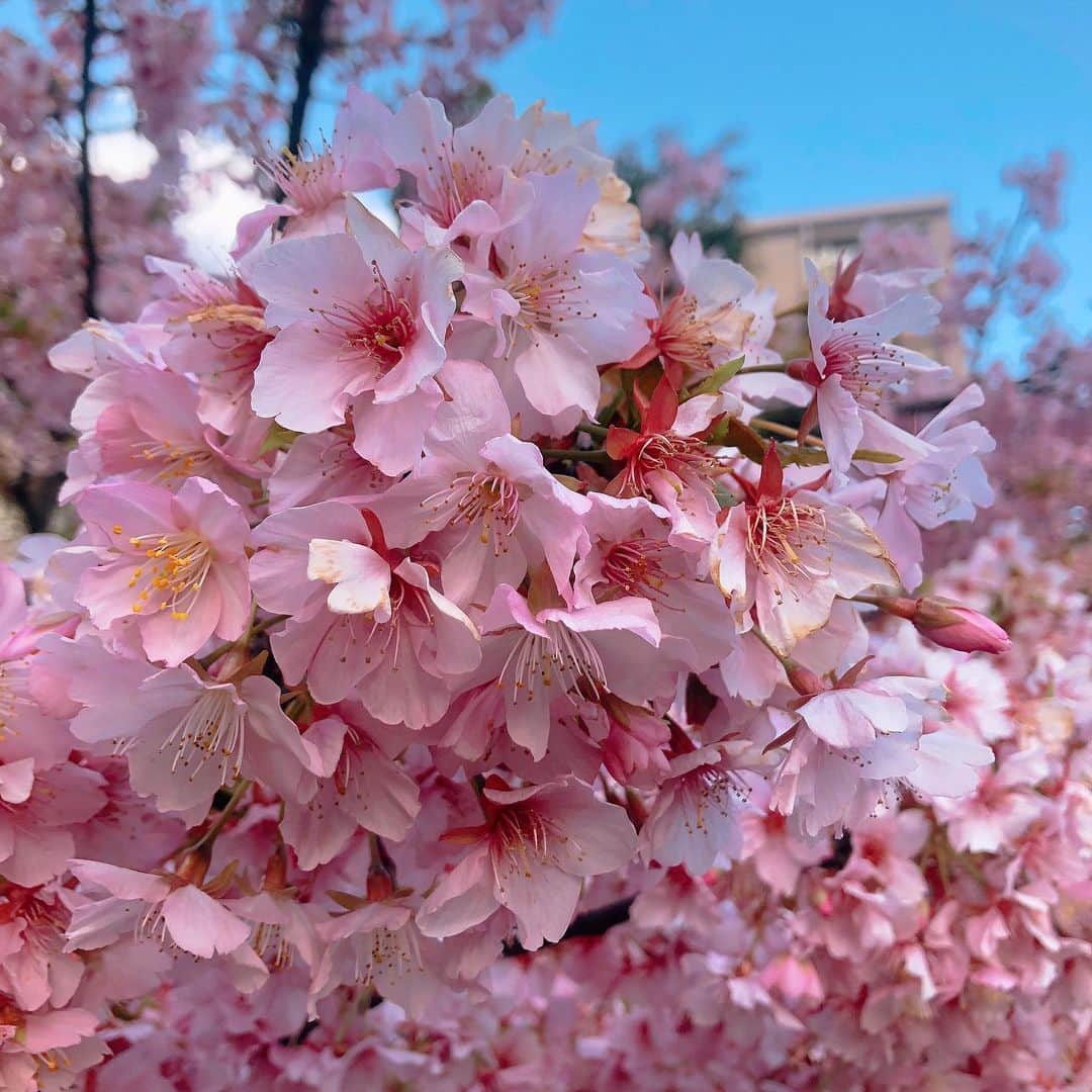 カン・ハンナさんのインスタグラム写真 - (カン・ハンナInstagram)「.﻿ ﻿ ﻿ 心の中にも春を忘れないように🌸💗﻿ ﻿ ﻿ ﻿ ﻿ ﻿ ﻿ #桜 #今年の桜 #春﻿ #家の近くにも咲きました﻿ #sakura #tokyo #flowers」3月17日 15時30分 - kang_hanna_jp