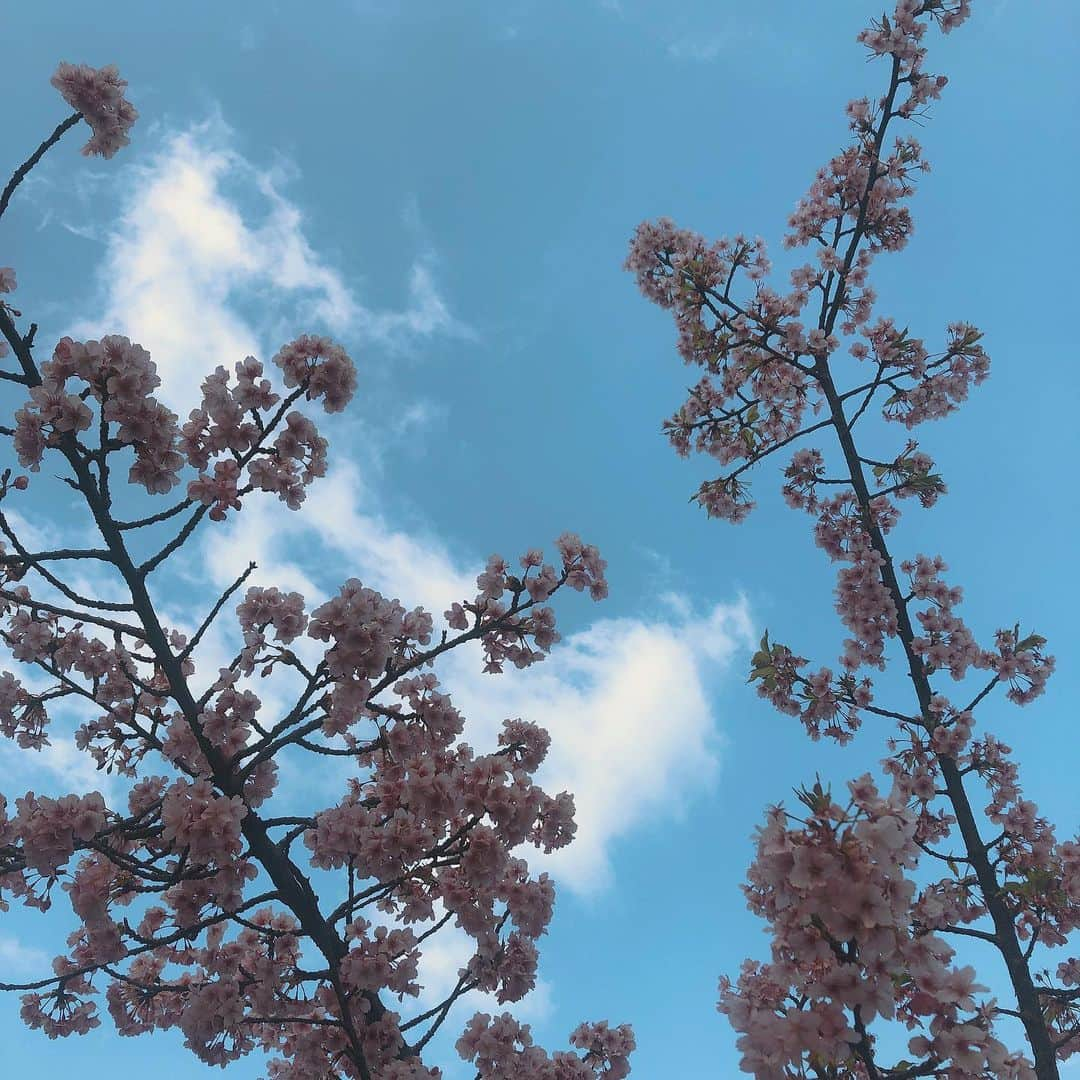 カン・ハンナさんのインスタグラム写真 - (カン・ハンナInstagram)「.﻿ ﻿ ﻿ 心の中にも春を忘れないように🌸💗﻿ ﻿ ﻿ ﻿ ﻿ ﻿ ﻿ #桜 #今年の桜 #春﻿ #家の近くにも咲きました﻿ #sakura #tokyo #flowers」3月17日 15時30分 - kang_hanna_jp