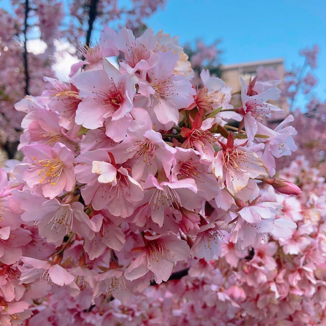 カン・ハンナのインスタグラム：「.﻿ ﻿ ﻿ 心の中にも春を忘れないように🌸💗﻿ ﻿ ﻿ ﻿ ﻿ ﻿ ﻿ #桜 #今年の桜 #春﻿ #家の近くにも咲きました﻿ #sakura #tokyo #flowers」