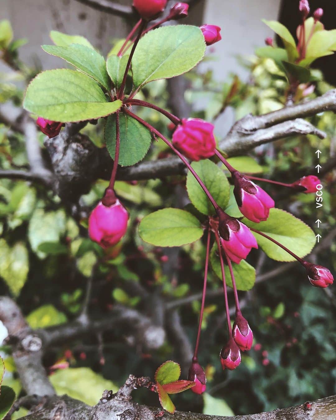 尾形沙耶香さんのインスタグラム写真 - (尾形沙耶香Instagram)「#springiscoming 🌷  ピンク色のタンポポ？！」3月17日 15時42分 - sayakaogata
