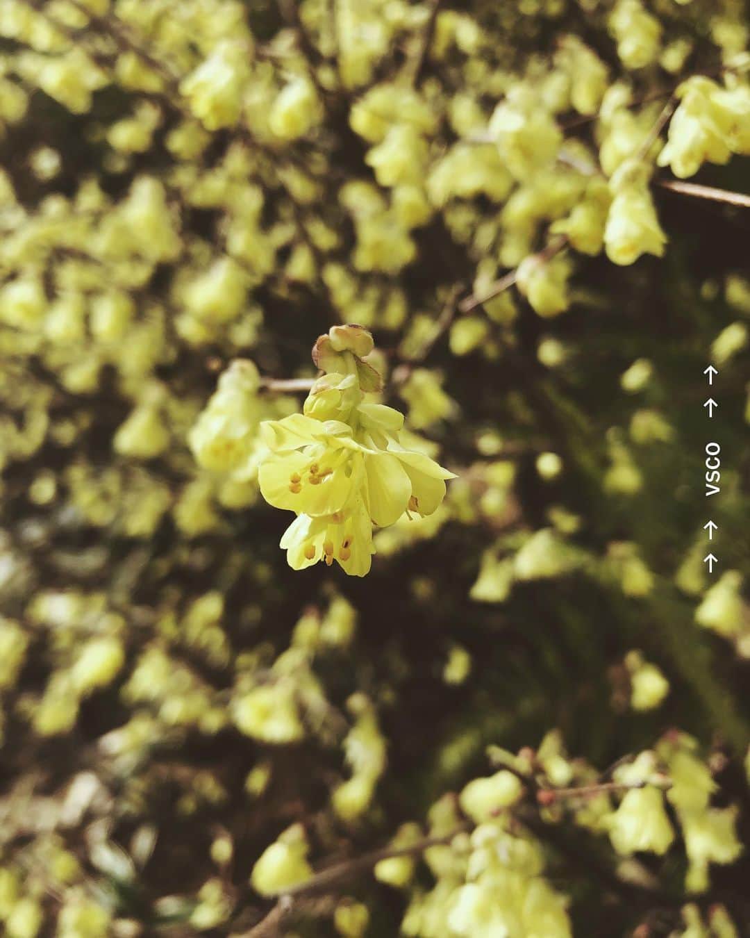 尾形沙耶香さんのインスタグラム写真 - (尾形沙耶香Instagram)「#springiscoming 🌷  ピンク色のタンポポ？！」3月17日 15時42分 - sayakaogata