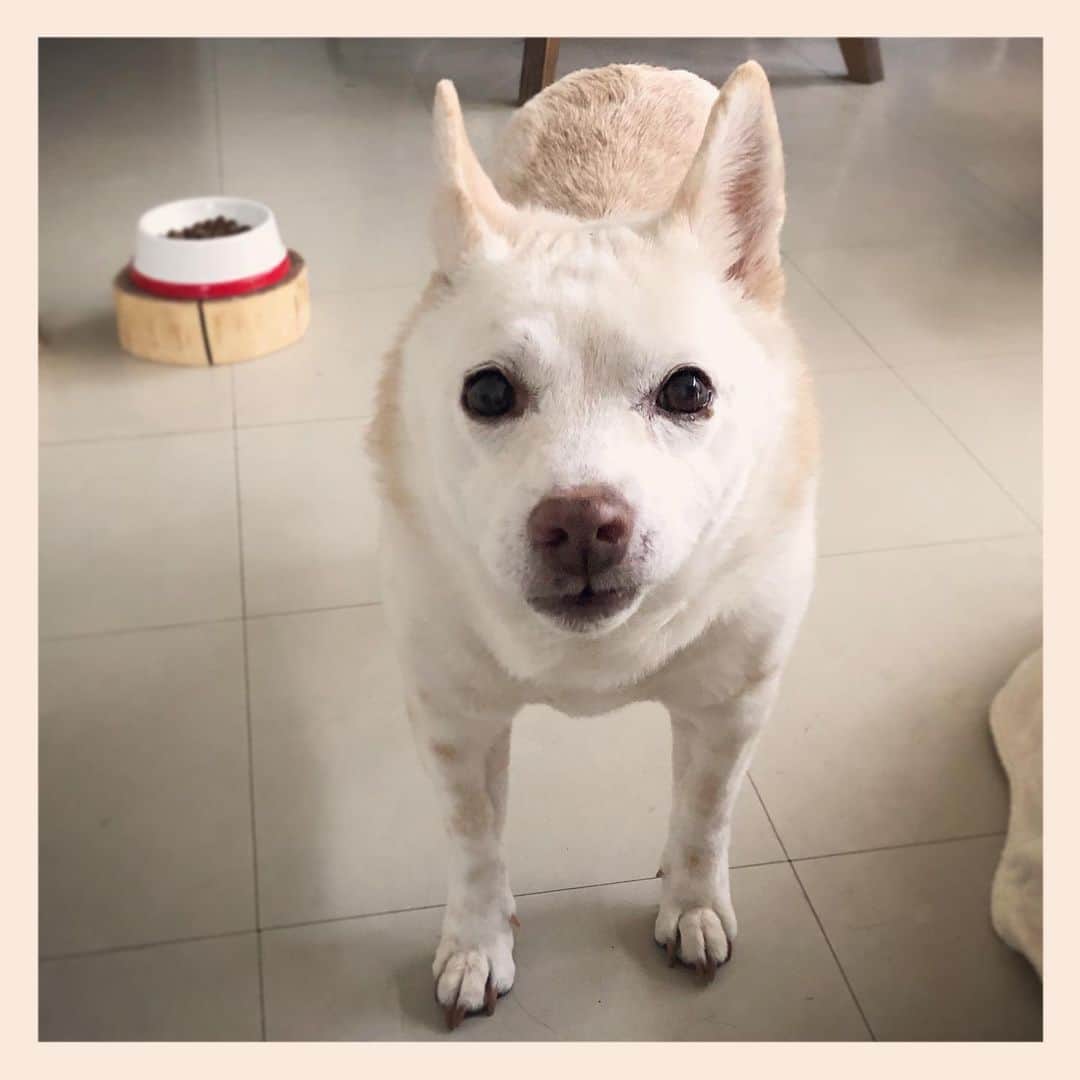 パンといっぴきのインスタグラム：「#元保護犬 #雑種犬 #crossbreed #mixdog」