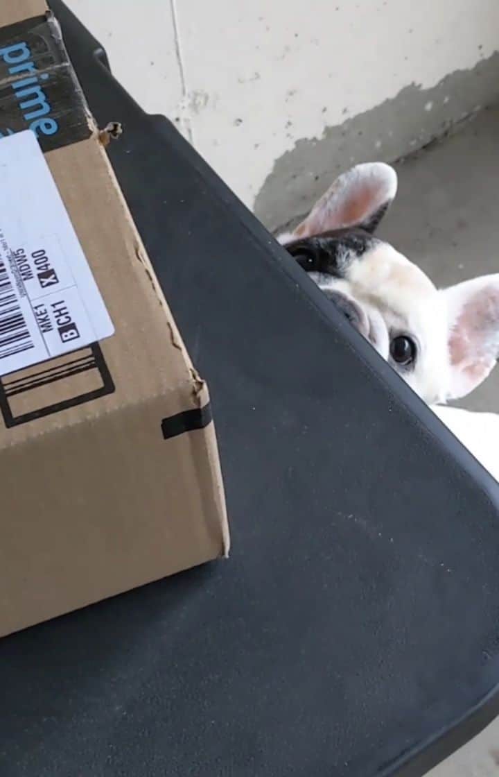Manny The Frenchieのインスタグラム：「Tried to set up a leprechaun trap in our garage and catch him on my smart camera, but I caught something much bigger instead! 🙄☘️ #myQConnected @myqconnect」