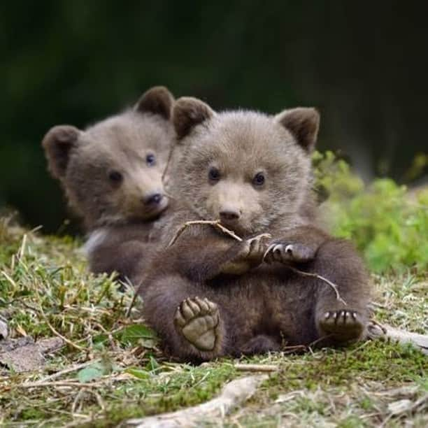 Baby Animalsさんのインスタグラム写真 - (Baby AnimalsInstagram)「Hope you have a beary nice day! 🐻 ❤️」3月18日 2時06分 - thebabyanimals