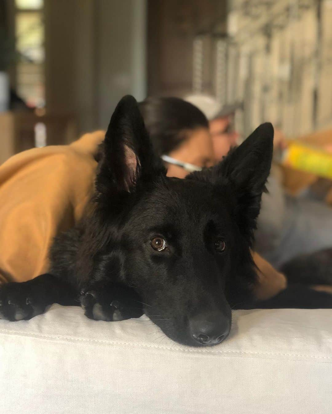 ジョッシュ・マレーさんのインスタグラム写真 - (ジョッシュ・マレーInstagram)「My baby is 1 today 🎉 It seems like just yesterday when I brought her home and introduced her to her sister.  Having a second dog is the best thing I’ve ever done, Bella and Gizzy are inseparable.  She has brought such joy to my life, there is no substitute for a dogs unconditional love.  Happy St. Patrick’s Day to everyone! 🍀🐺 #Bella #germanshepherd #birthday」3月18日 2時04分 - joshmurray11