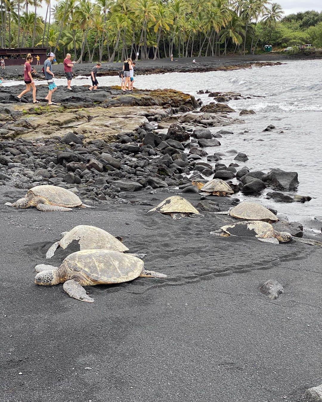 のインスタグラム：「プナルウ黒砂海岸の海水は冷たいので、ウミガメが地上であたたまってました！  #ウミガメ #プナルウ黒砂海岸 #ハワイ島 #引き寄せ #上機嫌 #いい気分 #今幸せでいよう #今を楽しむ」