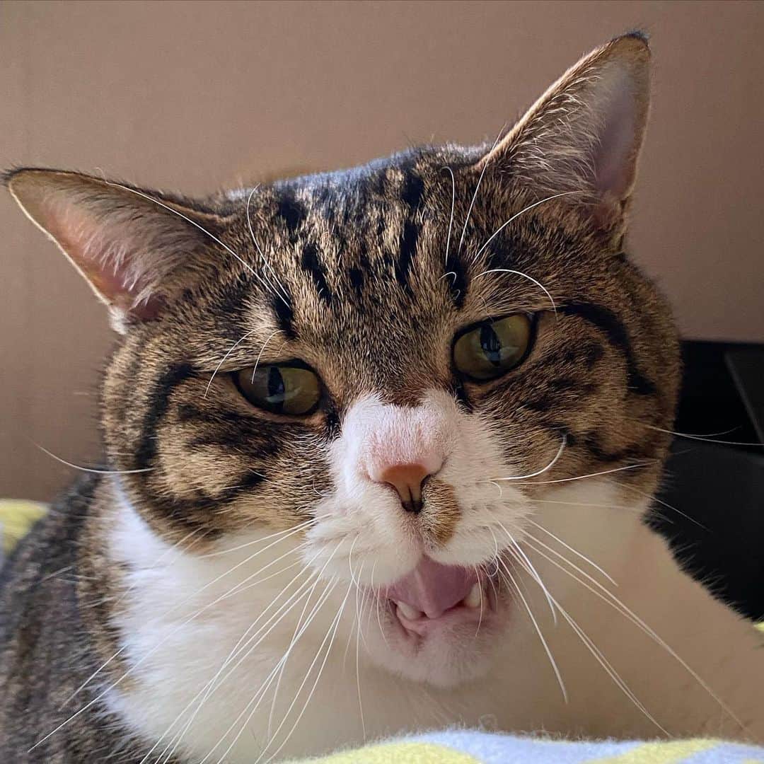 野本かりあのインスタグラム：「♫バカ面でゴマかしてお別れしよう♫ #March #denkigroove #catstagram #lukarly #にゃんすたぐらむ」