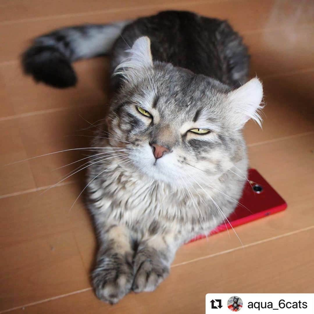 ねこさんのインスタグラム写真 - (ねこInstagram)「【#ねこは人を笑顔にする】❣️ アランくんの冷たい視線…😂😂😂😂ス、スマホばっかりいじってごめんね💦今チュールあげるからね😚💦 @aqua_6cats さん、ありがとーーっ❤️ #Repost @aqua_6cats with @make_repost ・・・ 甘えん坊の#アランalan😼 がある日… . . スマホばかり触ってたら、スマホに乗って私を見つめてました😅 #ねこchan川柳  #ねこchanあるある 「俺よりも スマホ好きかと 拗ねる猫 」 . . でも、📷見てると浮かんできたのは… 「このスマホ 欲しけりゃ早く チュールくれ」 . #ねこchanうちの子自慢 名前 アラン♂ アメリカンカール . #ねこchannel #にゃんだらけ #アメリカンカール#americancurl#ねこ#猫#ねこ部#cats#ilovemycat#instacat#catsofinstagram#catsofworld#excellent_cat#にゃんこ#にゃんだふるらいふ#ねこすたぐらむ#nyancon01#猫目ヂカラ王選手権 😁#sony#nexc3#ねこまみれソニーストア福岡天神#ねこは人を笑顔にする」3月17日 17時32分 - neko_magazine