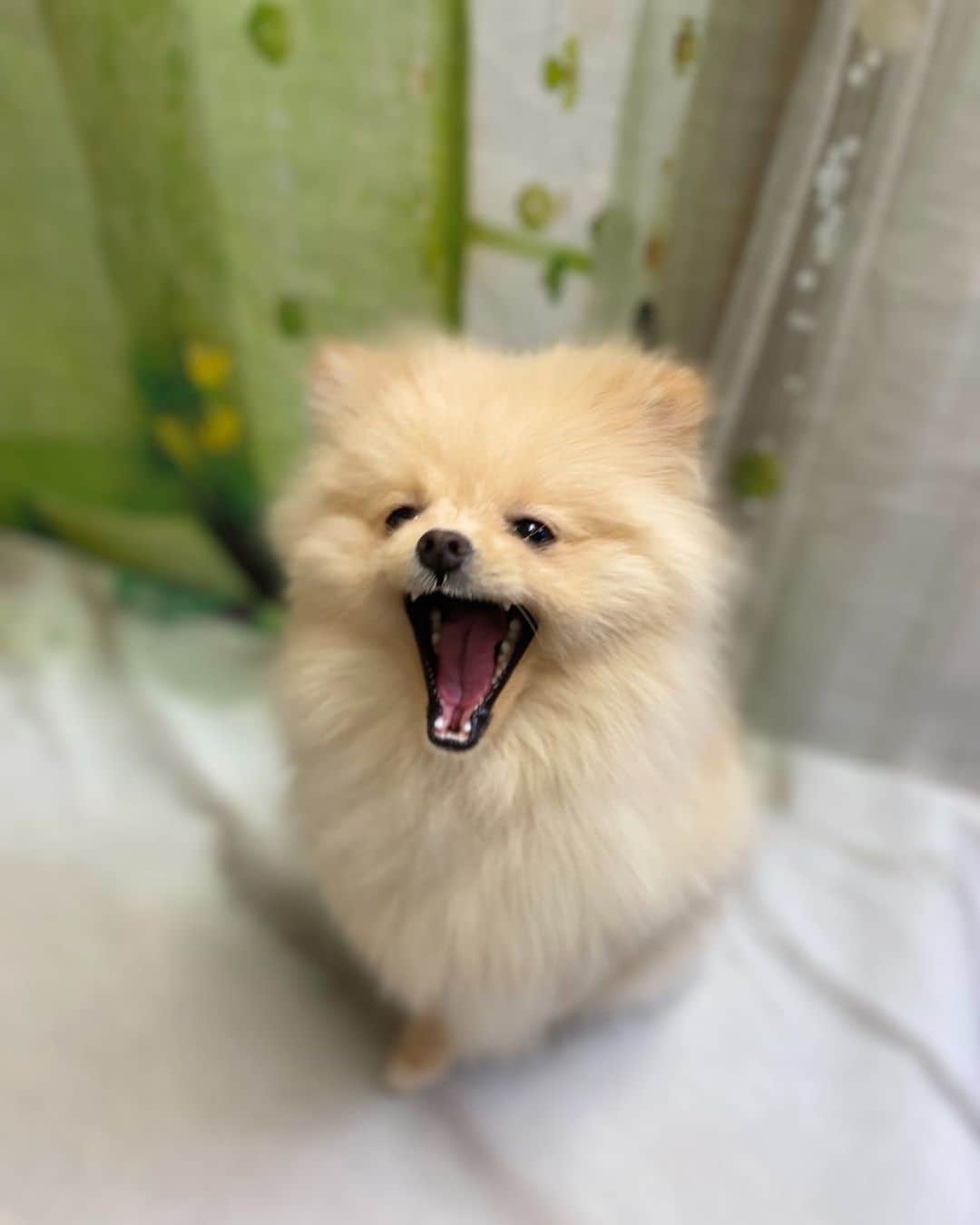 桜もこのインスタグラム