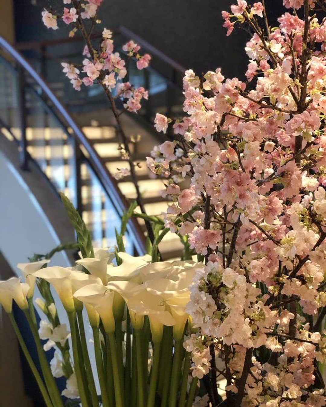 The Peninsula Tokyo/ザ・ペニンシュラ東京さんのインスタグラム写真 - (The Peninsula Tokyo/ザ・ペニンシュラ東京Instagram)「東京の桜の開花まではもう少しですが、ザ・ペニンシュラ東京の館内では、一足先に桜が満開に🌸メインエントランスや地下への階段横など、所々にお花見スポットがあります♪⠀ Sunny days are in the forecast for the rest of the week - as well as sakura blooms on full view at The Lobby!⠀ ⠀ #ペニンシュラ東京 #ラグジュアリー #ホテル #桜 #お花見　#thepeninsulatokyo #luxuryhotel #hanami #peninsulatokyolovessakura」3月17日 18時10分 - thepeninsulatokyo