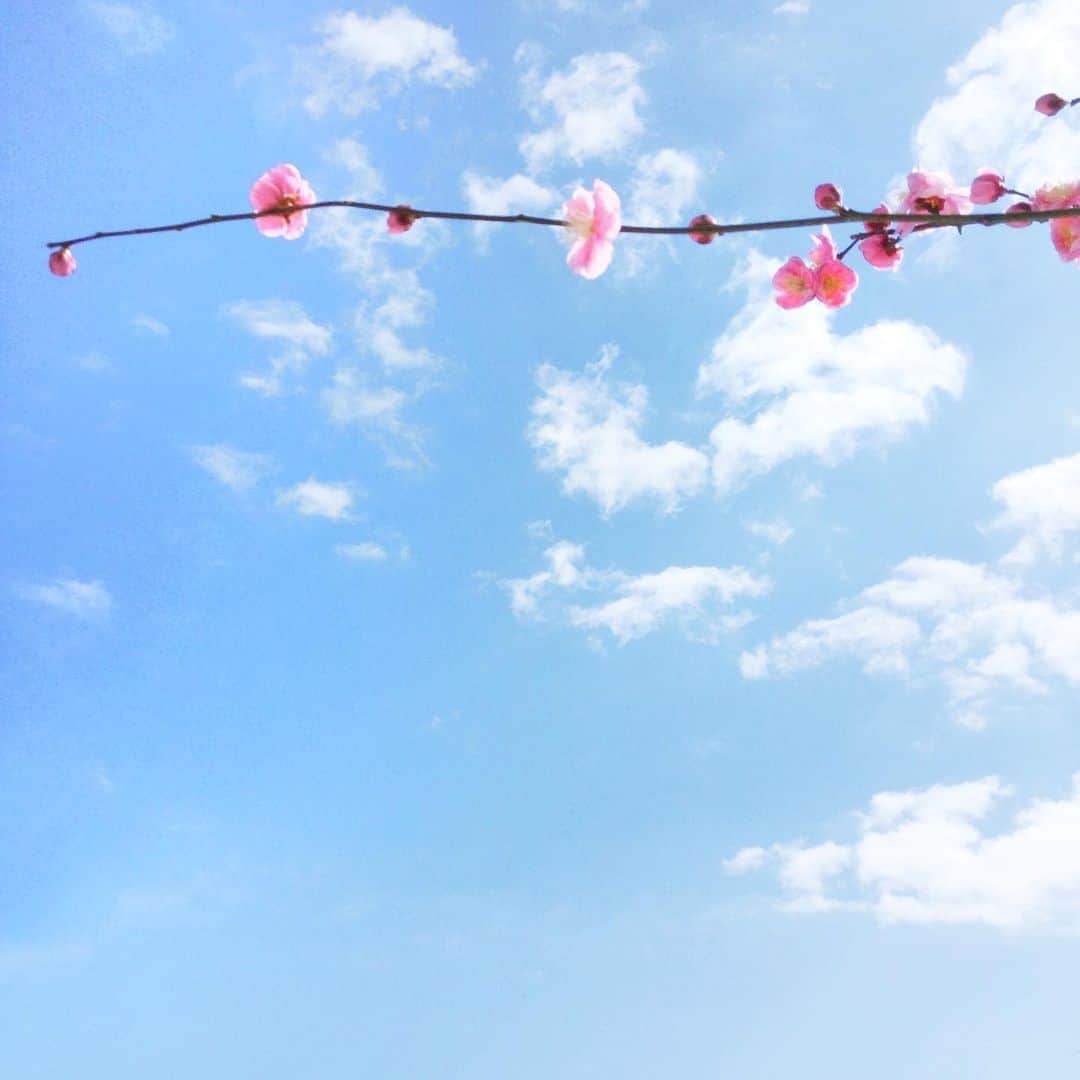 harumiさんのインスタグラム写真 - (harumiInstagram)「UME🌸. Japanese plum blossoms. . 💓——🌸💓—🌸💓—🌸💕🌸. . いっぽん. . .」3月17日 18時15分 - harumirumiru