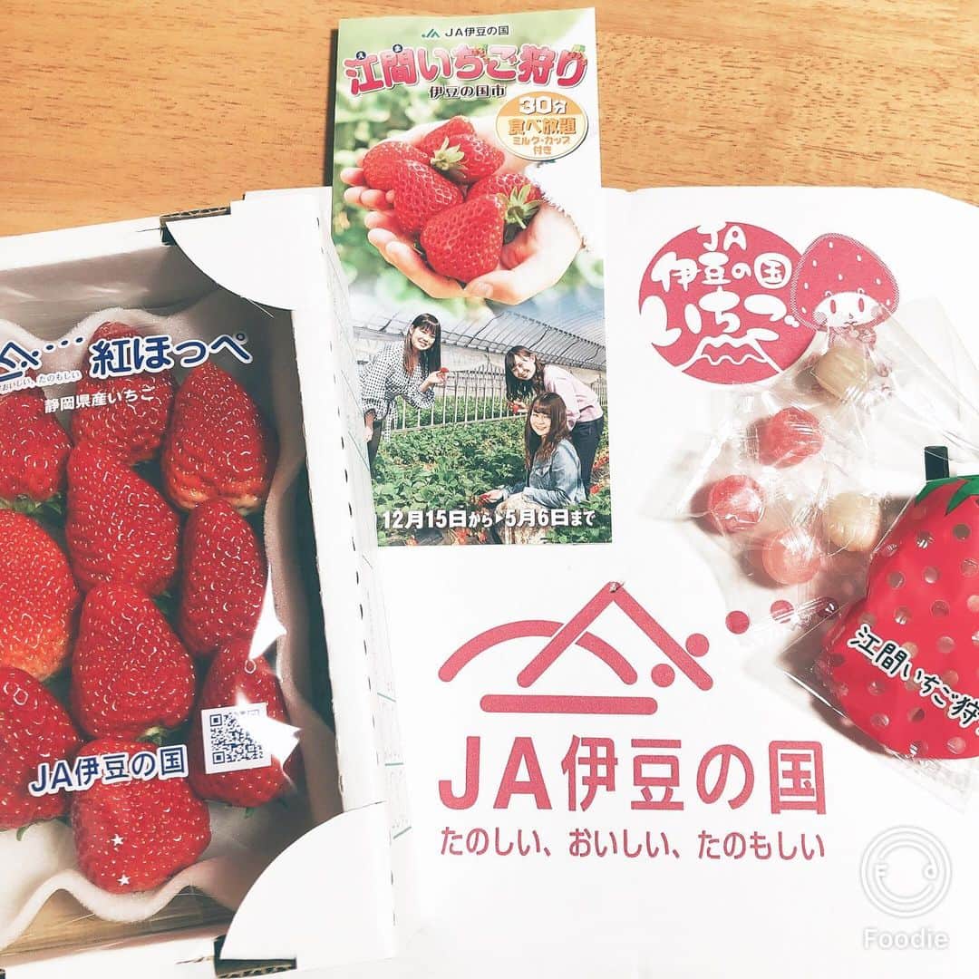 富士彦さんのインスタグラム写真 - (富士彦Instagram)「イチゴは癒し効果があるらしいです！！！ #江間いちご狩り  #JA伊豆の国 #ハウスまでマイカーでいけます」3月17日 18時19分 - kunugifujihiko