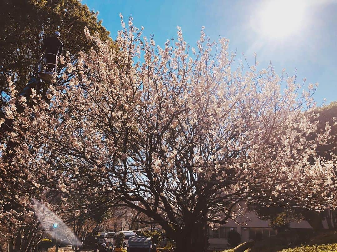 佐々木心音さんのインスタグラム写真 - (佐々木心音Instagram)「桜がきれい。 日本人でよかった。 . . . #cherryblossom #sakura #beautiful #instagood #photography #japanesegirl #actress #singersongwriter #kokonesasaki #桜 #桜がきれい #日本人でよかったシリーズ #美しい景色 #お花見したいなあ #今年はひとりで #堪能しよう #佐々木心音」3月17日 18時31分 - sasakikokone