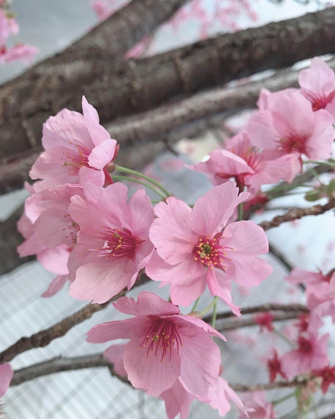 大湖せしるさんのインスタグラム写真 - (大湖せしるInstagram)「﻿ ﻿ ﻿ 好きやなぁーーー❀︎﻿ ﻿ ﻿ ﻿#桜 #さくら #サクラ #sakura」3月17日 18時23分 - cecile_daigo