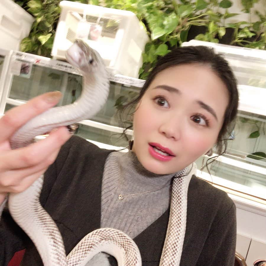 緑川静香さんのインスタグラム写真 - (緑川静香Instagram)「ジャングルカーペットパイソンのパンサーくん🐍﻿ ﻿ と﻿ ﻿ リコリスラットスネークのリコちゃん🐍﻿ ﻿ ほぼナレーションで流れてしまいましたが、ここの #東京スネークセンター は蛇カフェ🐍☕️﻿ ﻿ 蛇苦手なので最初めちゃ怖くてずっと半ベソでしたがw、最後はまさかの仲良しになりました😂❤️﻿ 慣れってすごい✨笑﻿ ﻿ 放送のとは別カット満載でお送りします🥰﻿ ﻿ 　by 自撮り川静香 ﻿ ﻿ #それって実際どうなの課 #スネークセンター #ジャングルカーペットパイソン #リコリスラットスネーク #蛇カフェ ﻿ #今改めて見るとすごいw﻿ #YouTubeで行こうかな﻿ #ヘビは縁起がいいそうです #貴重な経験でした #半ベソかいてるけどw」3月17日 18時25分 - midorikawa_shizuka