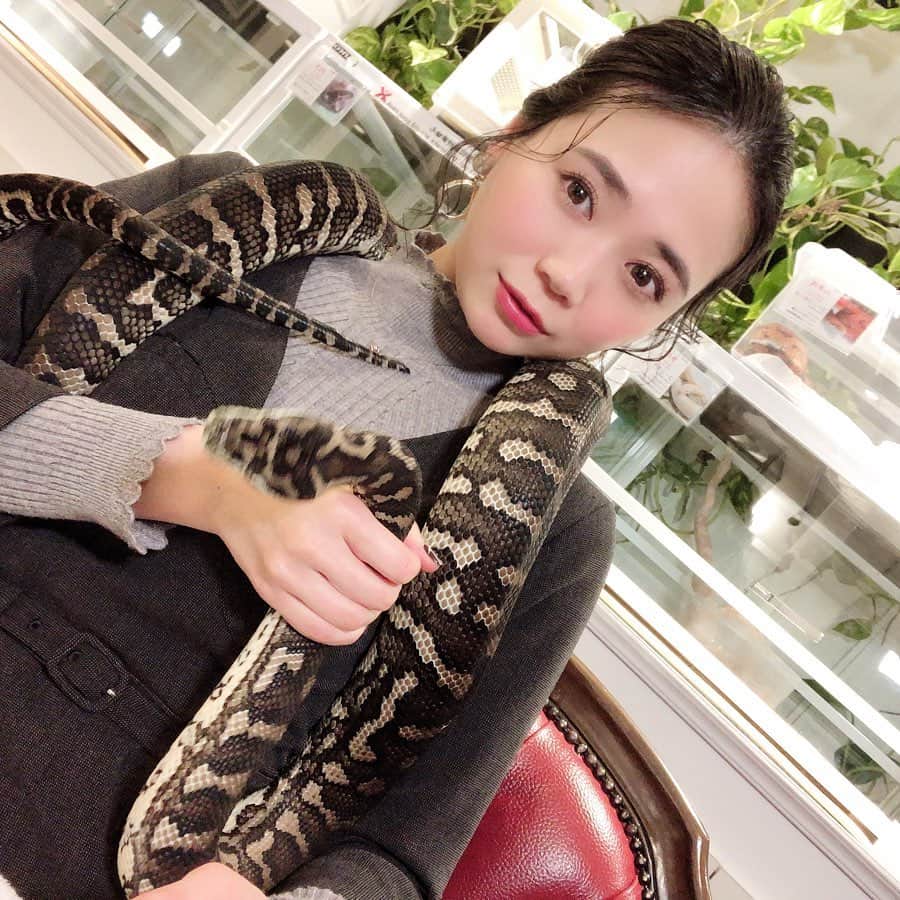 緑川静香さんのインスタグラム写真 - (緑川静香Instagram)「ジャングルカーペットパイソンのパンサーくん🐍﻿ ﻿ と﻿ ﻿ リコリスラットスネークのリコちゃん🐍﻿ ﻿ ほぼナレーションで流れてしまいましたが、ここの #東京スネークセンター は蛇カフェ🐍☕️﻿ ﻿ 蛇苦手なので最初めちゃ怖くてずっと半ベソでしたがw、最後はまさかの仲良しになりました😂❤️﻿ 慣れってすごい✨笑﻿ ﻿ 放送のとは別カット満載でお送りします🥰﻿ ﻿ 　by 自撮り川静香 ﻿ ﻿ #それって実際どうなの課 #スネークセンター #ジャングルカーペットパイソン #リコリスラットスネーク #蛇カフェ ﻿ #今改めて見るとすごいw﻿ #YouTubeで行こうかな﻿ #ヘビは縁起がいいそうです #貴重な経験でした #半ベソかいてるけどw」3月17日 18時25分 - midorikawa_shizuka