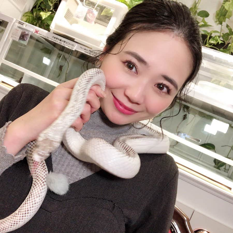 緑川静香さんのインスタグラム写真 - (緑川静香Instagram)「ジャングルカーペットパイソンのパンサーくん🐍﻿ ﻿ と﻿ ﻿ リコリスラットスネークのリコちゃん🐍﻿ ﻿ ほぼナレーションで流れてしまいましたが、ここの #東京スネークセンター は蛇カフェ🐍☕️﻿ ﻿ 蛇苦手なので最初めちゃ怖くてずっと半ベソでしたがw、最後はまさかの仲良しになりました😂❤️﻿ 慣れってすごい✨笑﻿ ﻿ 放送のとは別カット満載でお送りします🥰﻿ ﻿ 　by 自撮り川静香 ﻿ ﻿ #それって実際どうなの課 #スネークセンター #ジャングルカーペットパイソン #リコリスラットスネーク #蛇カフェ ﻿ #今改めて見るとすごいw﻿ #YouTubeで行こうかな﻿ #ヘビは縁起がいいそうです #貴重な経験でした #半ベソかいてるけどw」3月17日 18時25分 - midorikawa_shizuka