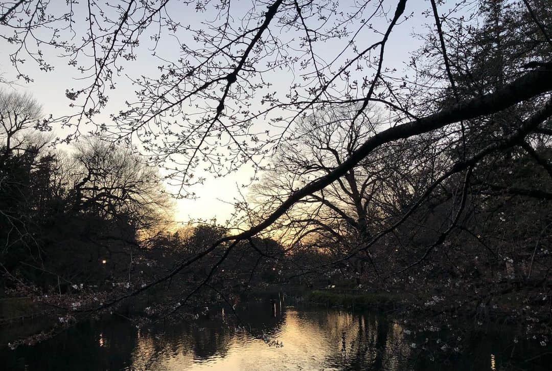 ホリエアツシさんのインスタグラム写真 - (ホリエアツシInstagram)「ちらほら咲き始めたんだね🌸 #井の頭公園  #夕景プロジェクト」3月17日 18時58分 - a.horie