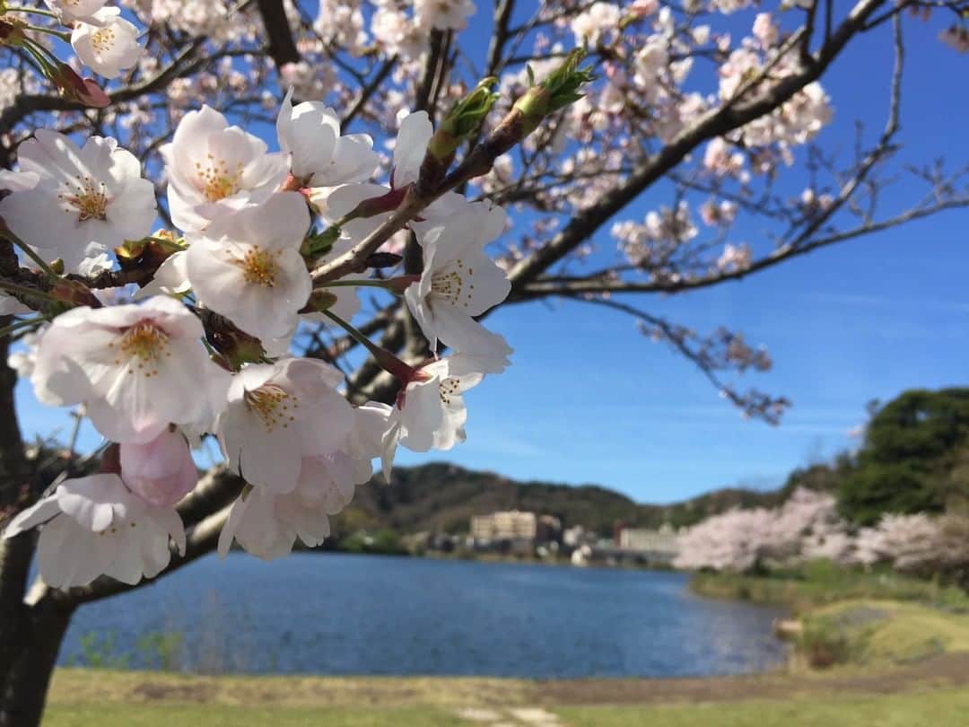 Relux | リラックスさんのインスタグラム写真 - (Relux | リラックスInstagram)「📍水辺のホテル 小さな白い花 . 喧騒からはなれ、きらめく湖畔をのぞみながらのどかに過ごす休日。 大切な人との休日に花を咲かせてみませんか？ . #水辺のホテル小さな白い花#京都府 #水辺のホテル #京都旅行 #丹後旅行 #京都観光 #夕日ヶ浦温泉郷 #夕日ヶ浦 #天橋立 #京丹後 #桜の季節 #国内旅行 #週末旅 #週末旅行 #大人の休日 #記念日旅行 #誕生日旅行 #温泉旅行 #旅館 #温泉旅館 #ホテル #ラグジュアリーホテル #リゾート #リゾートホテル #旅スタグラム #旅行好きな人と繋がりたい #unknownjapan #japantravelphoto」3月17日 19時30分 - relux_jp