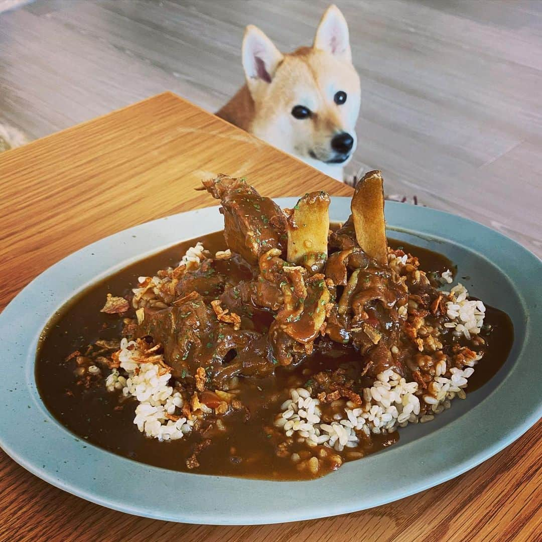 アブさんのインスタグラム写真 - (アブInstagram)「余ったロバの肉を骨ごとカレーにしてみました！骨から旨味が染み出てるやでー！#カレー #シバチャ #dog #犬 #ロバ肉 #柴犬」3月17日 19時50分 - abuuungram