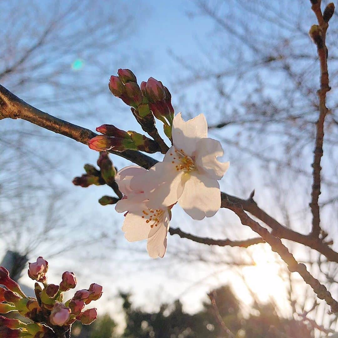 豊嶋花さんのインスタグラム写真 - (豊嶋花Instagram)「まるちゃんと今日もお散歩に行ってきたよっ🐶 今日は風が冷たくて肌寒かったね🍃 でも公園に桜が一輪咲いてて嬉しかった！！ ・ コロナウイルスも心配だけど、友達に会えないのも寂しいな〜😩 ・ ・ #お散歩 #愛犬 #桜 #開花 #豊嶋花」3月17日 19時57分 - hanatoyoshima_official