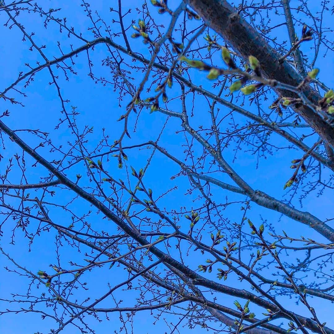 shinagawastyleplusさんのインスタグラム写真 - (shinagawastyleplusInstagram)「春、もうすぐ春。 #品川シーズンテラス #春 #品川 #桜」3月17日 20時02分 - sst__am