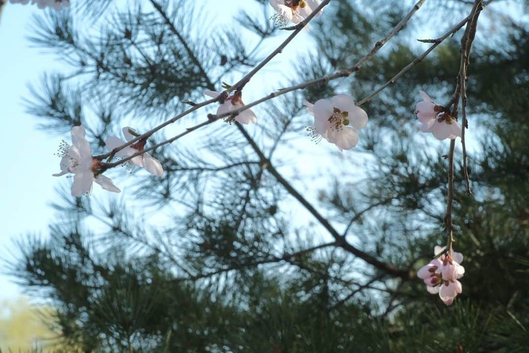 ルオ・シャオイーさんのインスタグラム写真 - (ルオ・シャオイーInstagram)「花都开了～」3月17日 20時12分 - troub1emaker