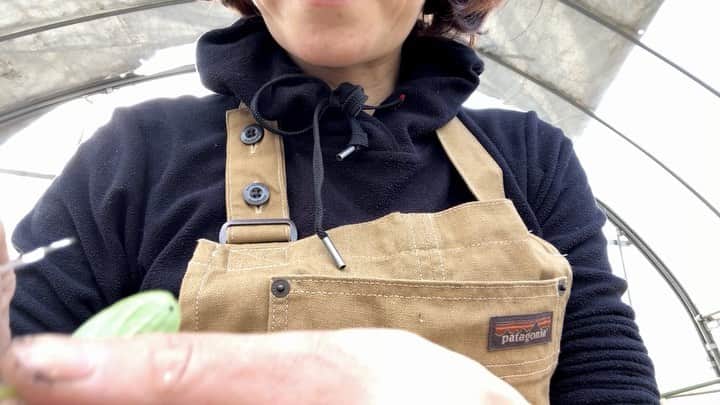 加藤紀子のインスタグラム：「キュウリの接木🥒！ （病気になりにくい苗を作る作業の一つです）  ただただ穏やかに楽しい夏になればいいなぁ😌  #カトノリ農園  #畑からこんにちは #きゅうりの接木は毎年の楽しみ #口に含んで湿らせたり」