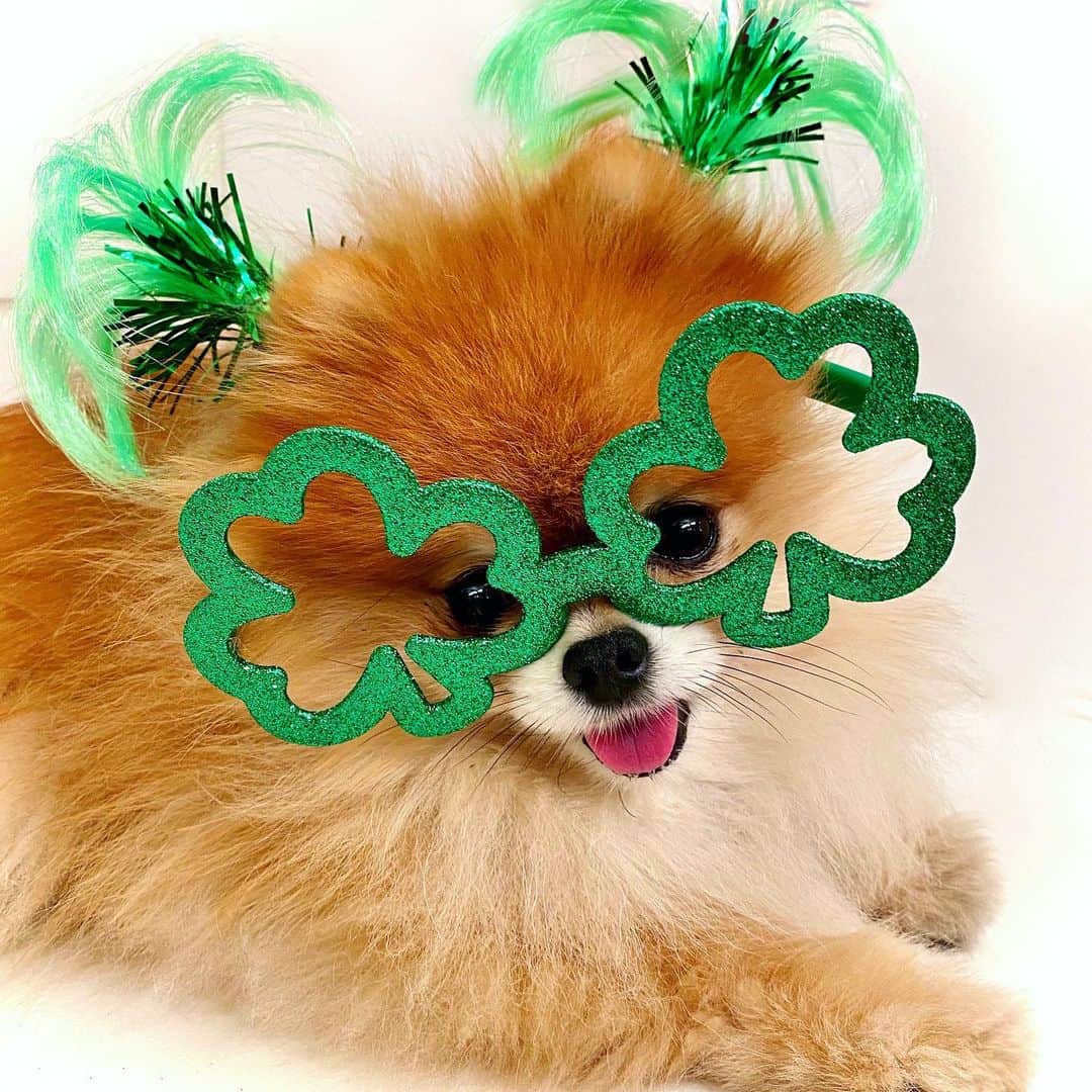 Monique&Gingerのインスタグラム：「My little leprechaun💚wishing you all a Happy St Patty’s Day!🐶🍀Hoping this brings a little smile to your day😀」