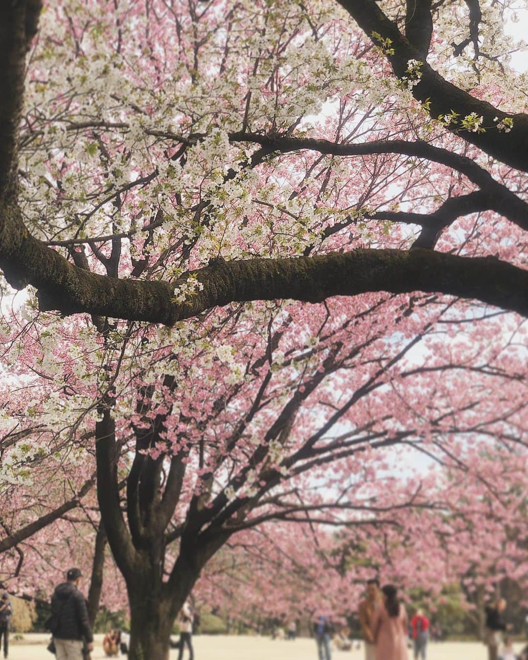 酒匂彩名さんのインスタグラム写真 - (酒匂彩名Instagram)「: 桜を探して雨じゃなければ毎日お散歩してる🌸 しかし今日はほっぺたガッツリ日焼けしててショック🤯 : #桜　#お花見　#早咲き　 #来週はソメヨシノが見頃かな #楽しみだなぁ　#コロナに負けるな　 #japan #sakura #spring」3月17日 20時35分 - ayanasakoh