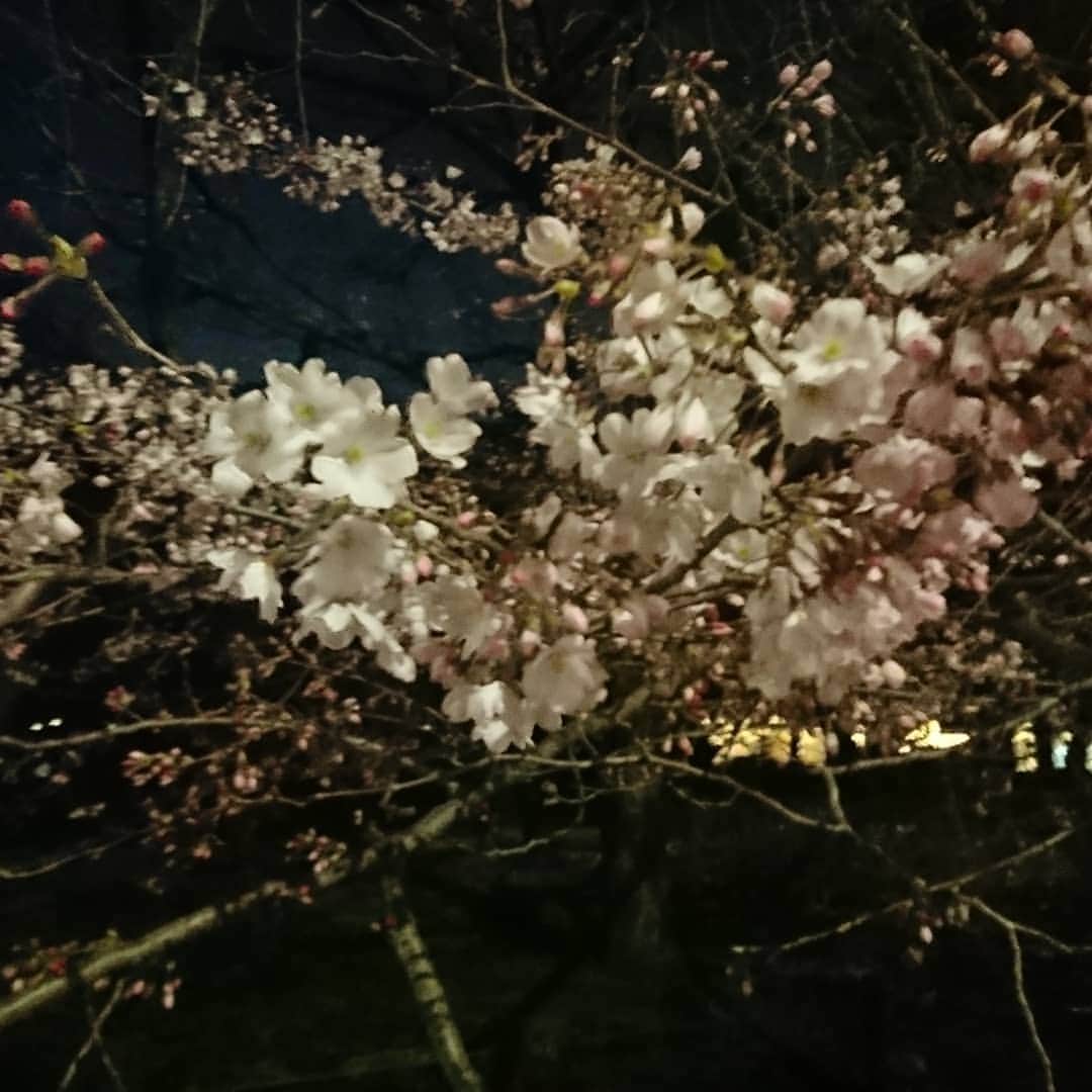 和田政宗のインスタグラム：「自民党大会に代わる両院議員総会が終わって、少し散歩。 国立劇場前の桜は結構咲いてました🌸」