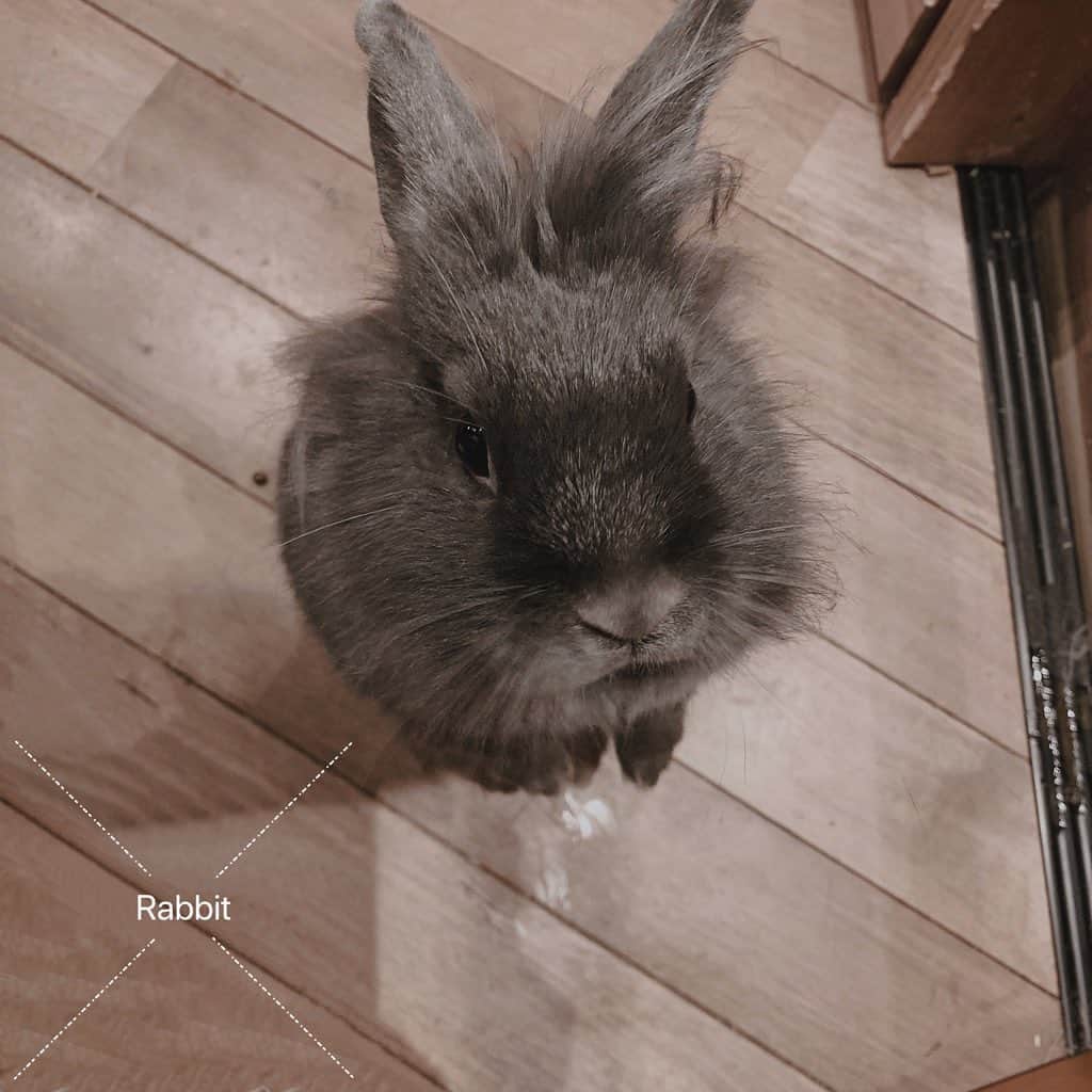 のインスタグラム：「#うさぎかわいい」