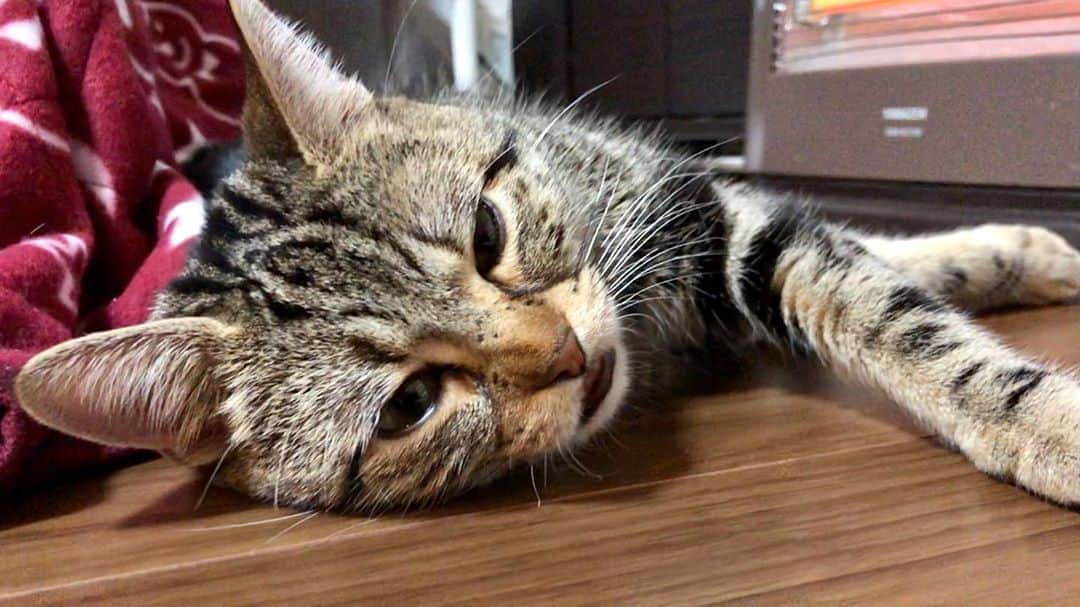 ちょりさんのインスタグラム写真 - (ちょりInstagram)「お眠ちょり🐱💤 #ちょり #ちょりチャンネル #猫 #ねこ #ねこ部 #にゃんすたぐらむ #にゃんこ #子猫」3月17日 21時05分 - neko_chori