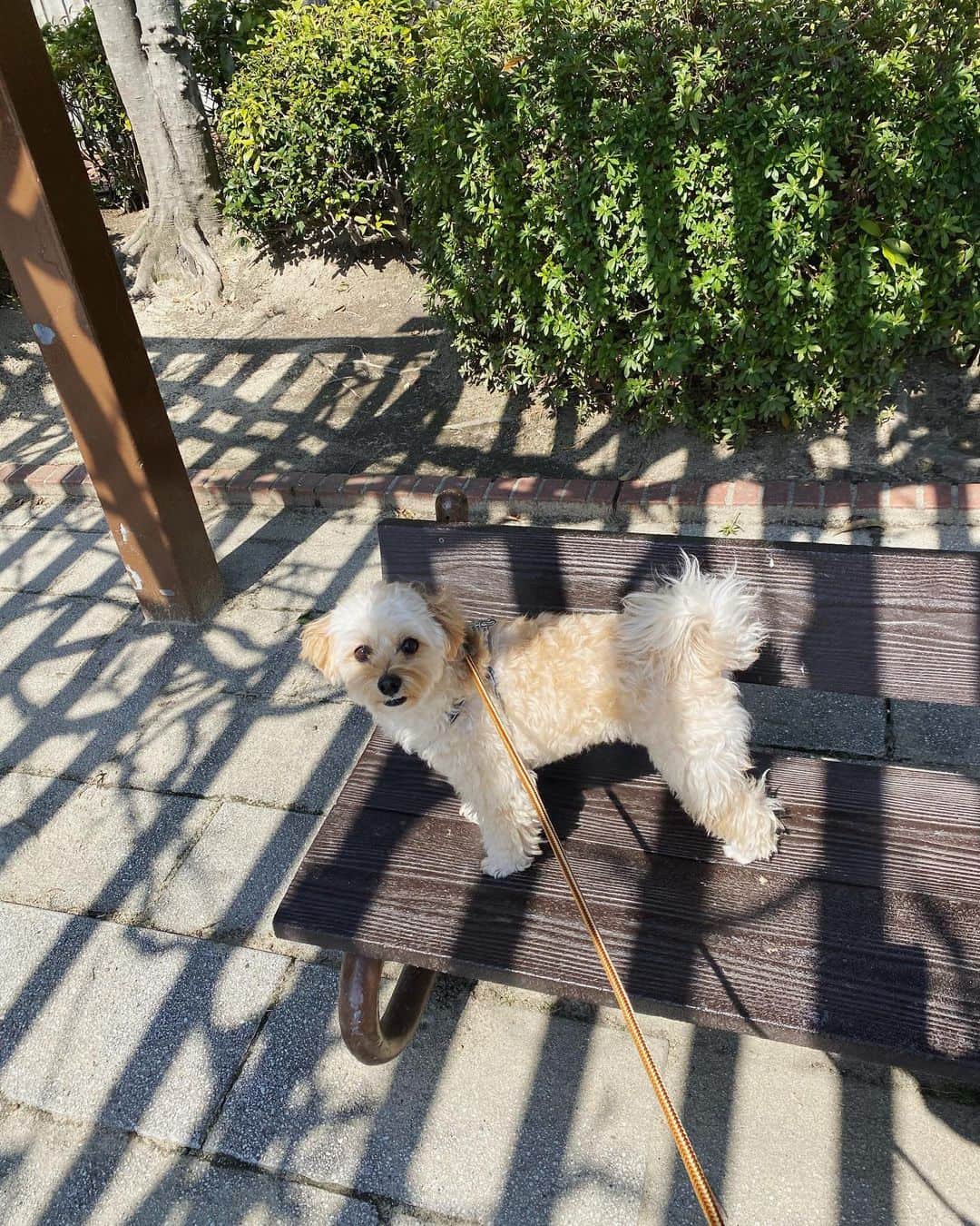 仁村紗和のインスタグラム：「dog is 元気  #とろろ」